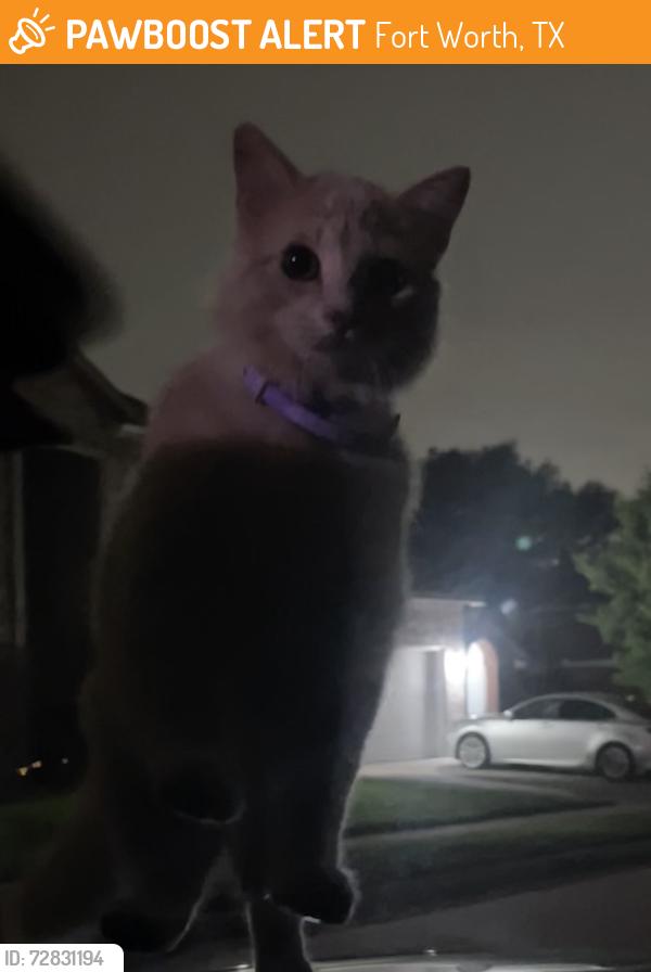 Found/Stray Female Cat last seen McCart ave / w risinger dr, Fort Worth, TX 76102