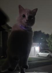 Found/Stray Female Cat last seen McCart ave / w risinger dr, Fort Worth, TX 76102