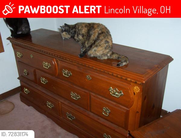 Lost Female Cat last seen Frost, Daytona Lincoln Village South, Lincoln Village, OH 43228