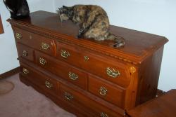Lost Female Cat last seen Frost, Daytona Lincoln Village South, Lincoln Village, OH 43228