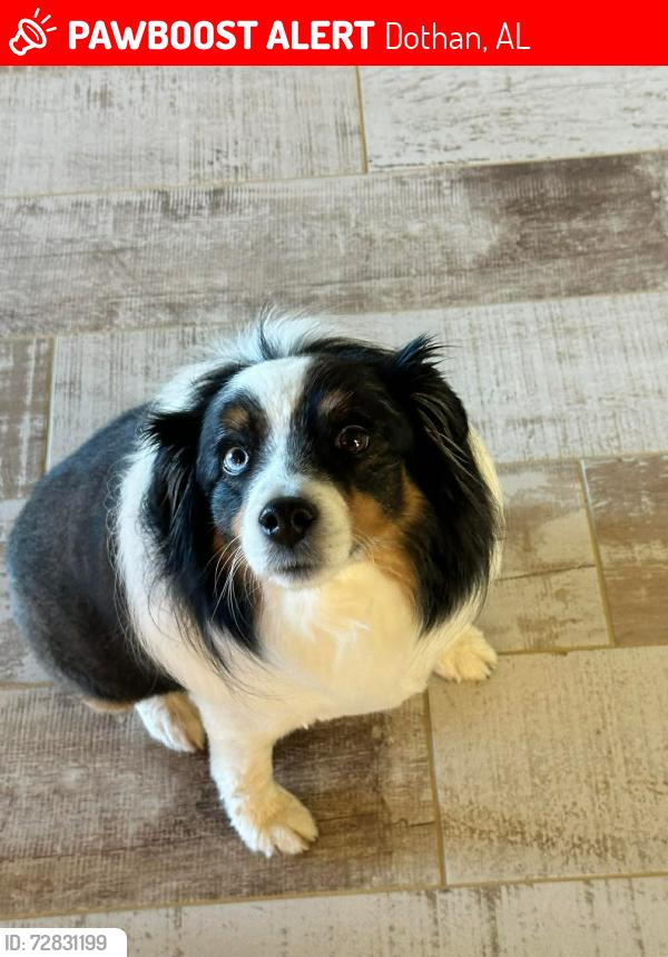 Lost Female Dog last seen Near lake Pattie Sue , Dothan, AL 36305