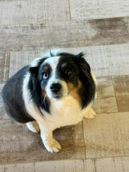 Lost Female Dog last seen Near lake Pattie Sue , Dothan, AL 36305