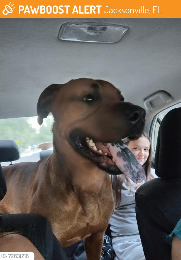 Found/Stray Male Dog last seen Mandarin road, Jacksonville, FL 32223