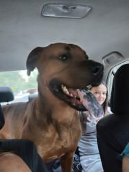 Found/Stray Male Dog last seen Mandarin road, Jacksonville, FL 32223