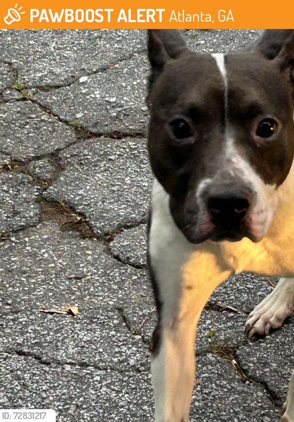 Found/Stray Female Dog last seen Briarwillow drive, Atlanta, GA 30345