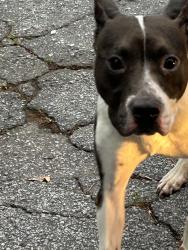Found/Stray Female Dog last seen Briarwillow drive, Atlanta, GA 30345