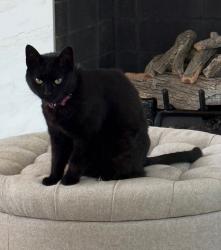 Lost Female Cat last seen Providence Rd and Edgemont Rd, Charlotte, NC 28211