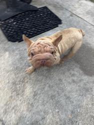 Found/Stray Male Dog last seen Sea Anchor st, Corpus Christi, TX 78418