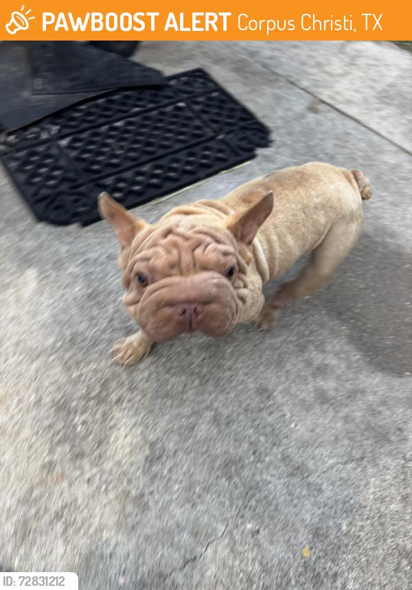 Found/Stray Male Dog last seen Sea Anchor st, Corpus Christi, TX 78418