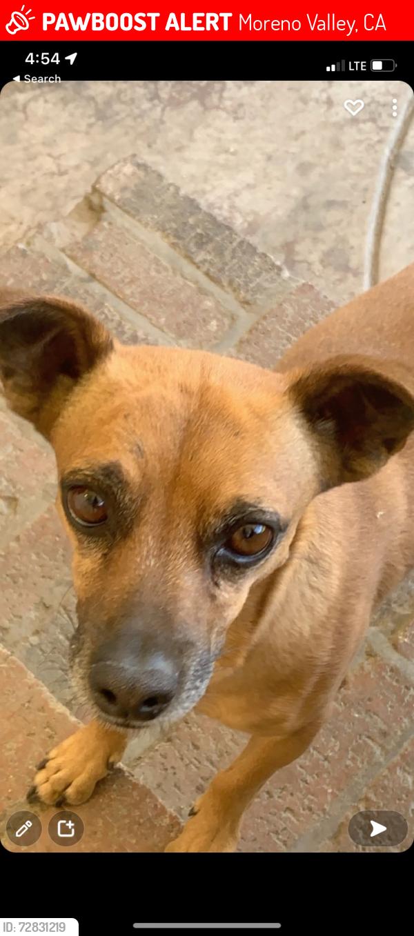 Lost Male Dog last seen Moreno Valley mall , Moreno Valley, CA 92553