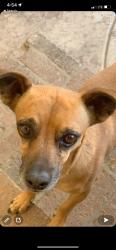 Lost Male Dog last seen Moreno Valley mall , Moreno Valley, CA 92553