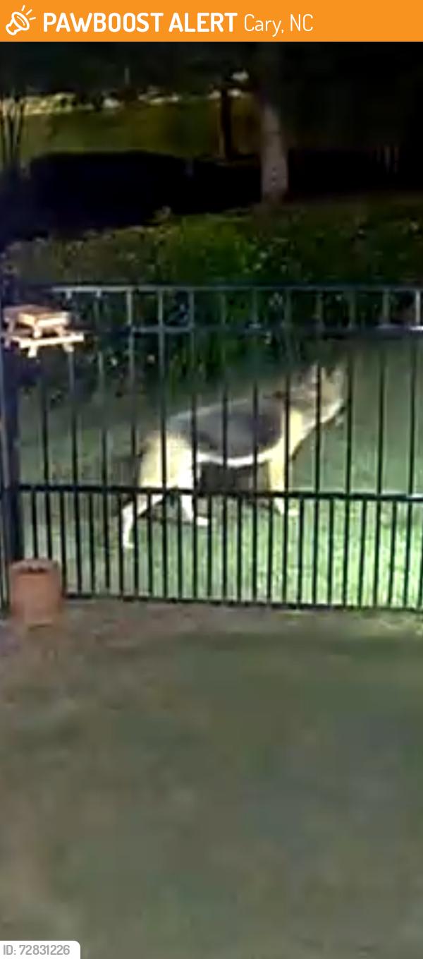 Found/Stray Unknown Dog last seen Bexley at triangle, Cary, NC 27519