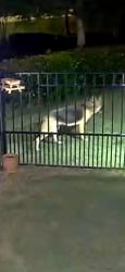 Found/Stray Unknown Dog last seen Bexley at triangle, Cary, NC 27519