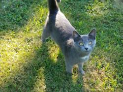 Lost Female Cat last seen Derringer Ave and Sun city blvd, Sun City, SC 29707