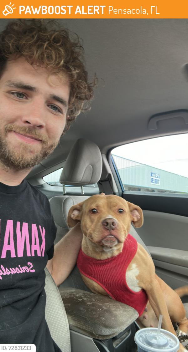 Found/Stray Female Dog last seen R Street, Pensacola, FL 32505