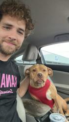 Found/Stray Female Dog last seen R Street, Pensacola, FL 32505
