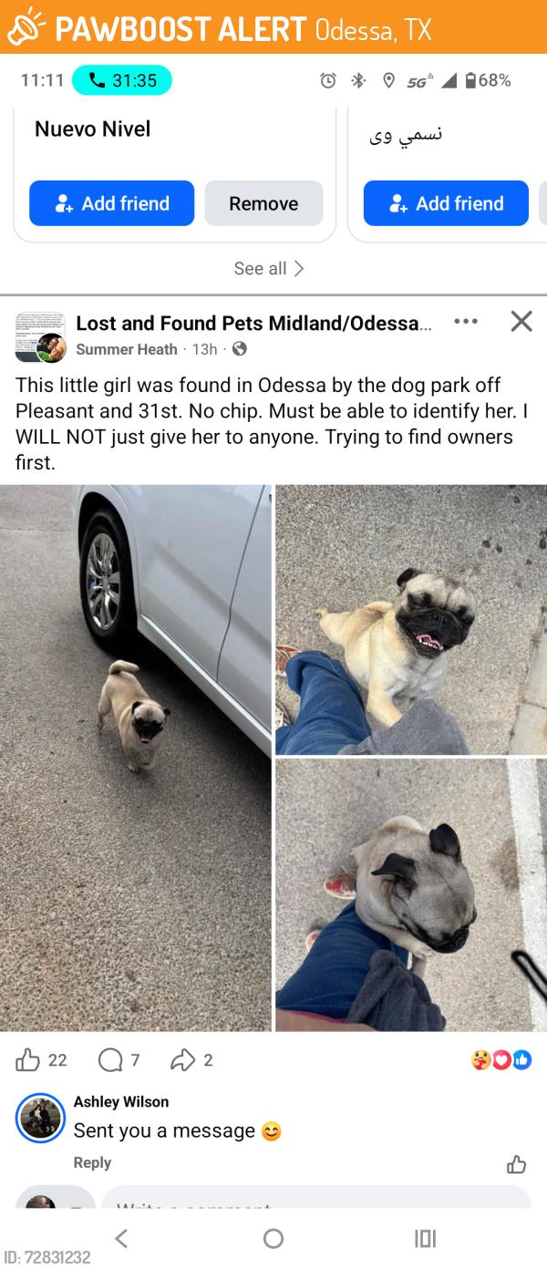 Found/Stray Female Dog last seen 31st, Odessa, TX 79764