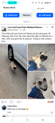 Found/Stray Female Dog last seen 31st, Odessa, TX 79764
