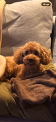 Lost Male Dog last seen Near thorndale, Chicago, IL 60660