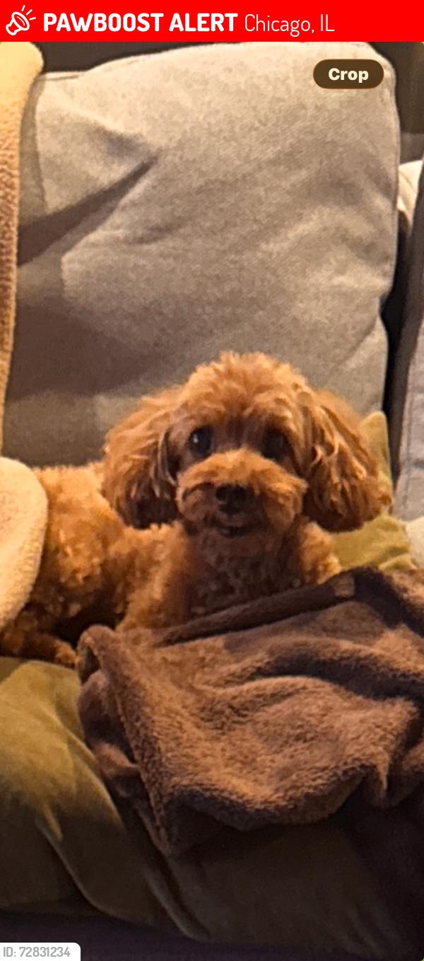 Lost Male Dog last seen Near thorndale, Chicago, IL 60660