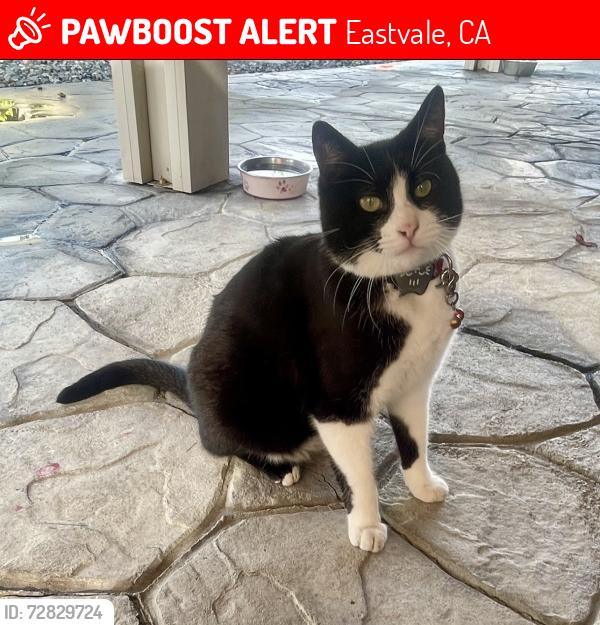 Lost Female Cat last seen Rivertrails Drive, Eastvale, CA 91752
