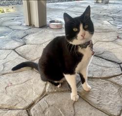 Lost Female Cat last seen Rivertrails Drive, Eastvale, CA 91752