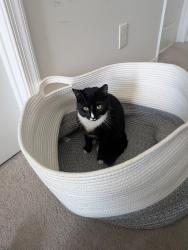 Lost Male Cat last seen Sequoia drive, Lexington County, SC 29073