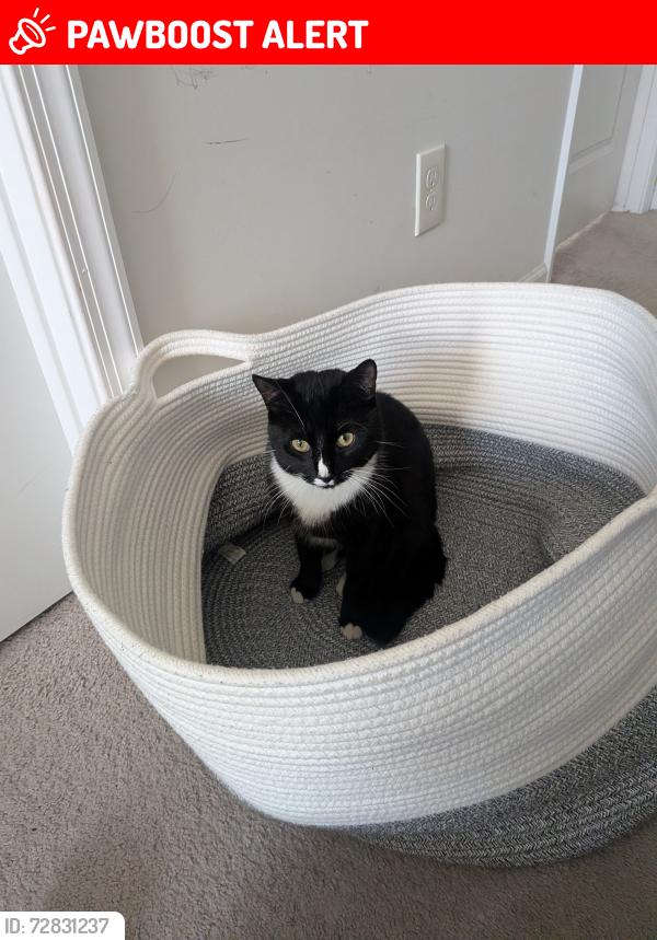 Lost Male Cat last seen Sequoia drive, Lexington County, SC 29073