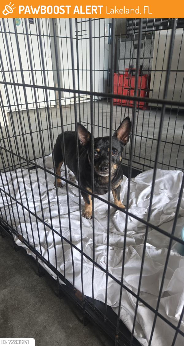 Found/Stray Male Dog last seen Duff Rd, Lakeland, FL 33810