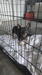Found/Stray Male Dog last seen Duff Rd, Lakeland, FL 33810