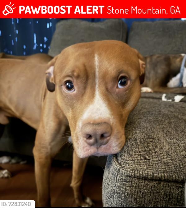 Lost Male Dog last seen Downtown Stone Mountain , Stone Mountain, GA 30087