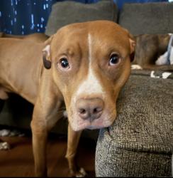 Lost Male Dog last seen Downtown Stone Mountain , Stone Mountain, GA 30087