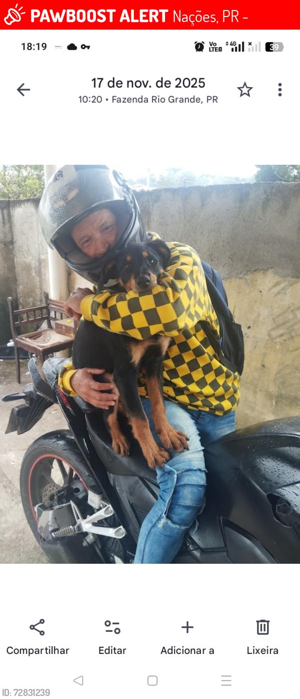 Lost Male Dog last seen Rua lituânia 358 nações 2 , Nações, PR 83823-305