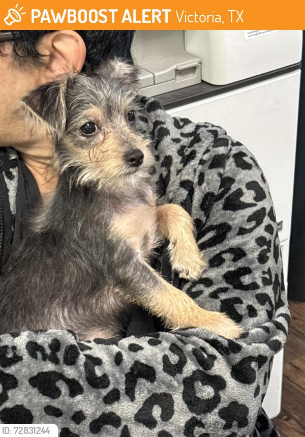 Found/Stray Unknown Dog last seen Navarro, Victoria, TX 77901