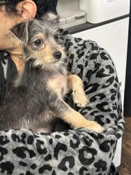 Found/Stray Unknown Dog last seen Navarro, Victoria, TX 77901