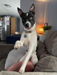 Lost Male Dog last seen McCreary rd. and McMilllen rd., Wylie, TX 75098