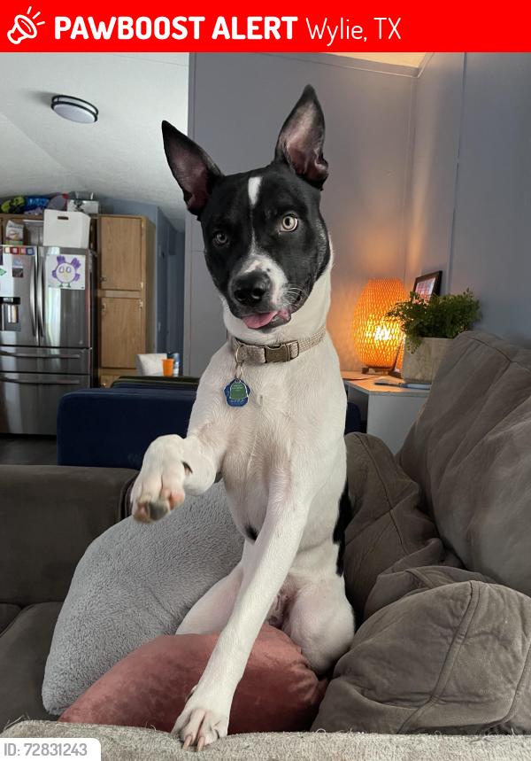 Lost Male Dog last seen McCreary rd. and McMilllen rd., Wylie, TX 75098