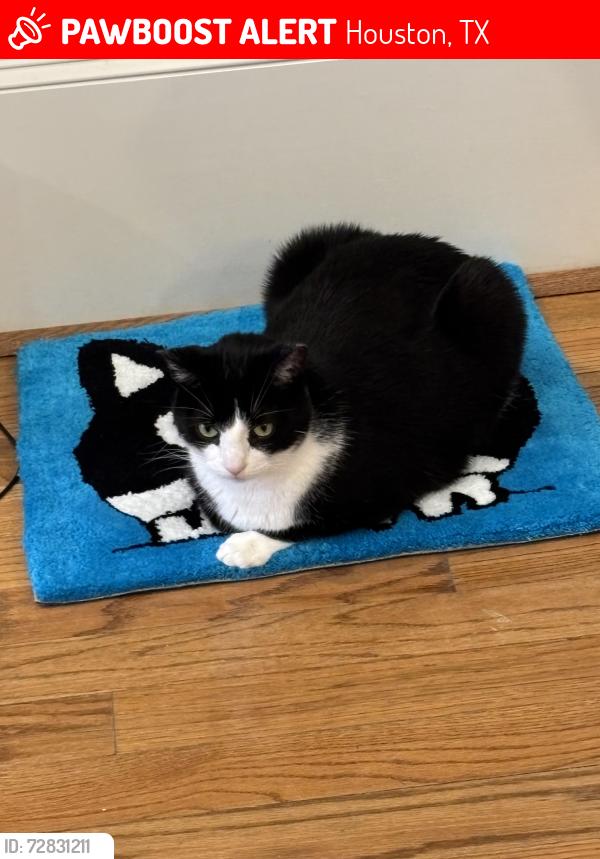 Lost Female Cat last seen Near Tulane st, Houston, TX 77007