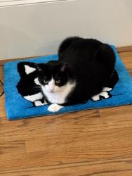 Lost Female Cat last seen Near Tulane st, Houston, TX 77007