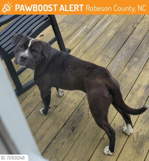 Found/Stray Male Dog last seen Harris road, Robeson County, NC 28358