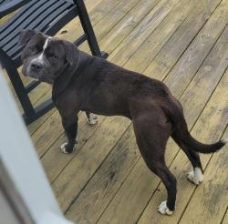 Found/Stray Male Dog last seen Harris road, Robeson County, NC 28358