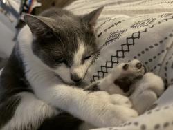 Lost Female Cat last seen heritage oaks, tradition, Saint Lucie West, FL 34987
