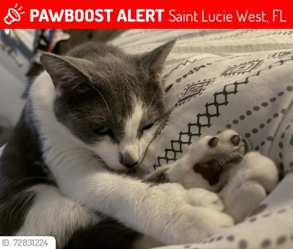 Lost Female Cat last seen heritage oaks, tradition, Saint Lucie West, FL 34987