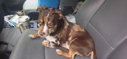 Lost Male Dog last seen Kelly Rd, Bellingham, WA 98226