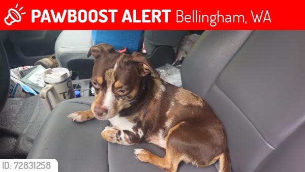 Lost Male Dog last seen Kelly Rd, Bellingham, WA 98226