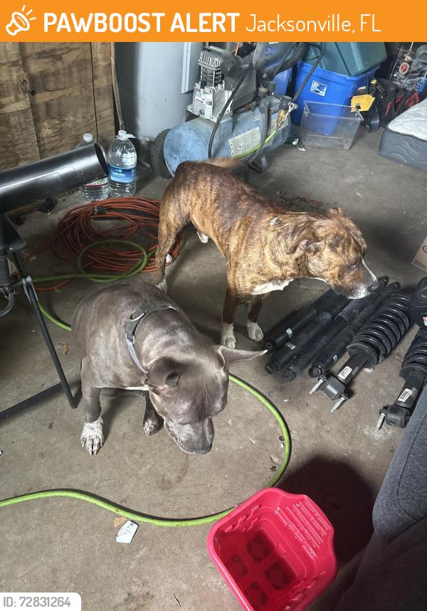 Found/Stray Male Dog last seen Near adams ave Jacksonville fl, Jacksonville, FL 32208
