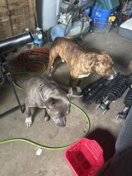 Found/Stray Male Dog last seen Near adams ave Jacksonville fl, Jacksonville, FL 32208