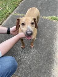 Found/Stray Male Dog last seen Titman and Meadow Lark, Gastonia, Gastonia, NC 28056