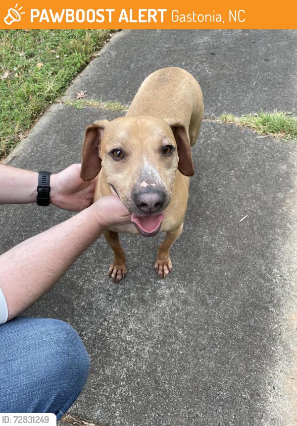 Found/Stray Male Dog last seen Titman and Meadow Lark, Gastonia, Gastonia, NC 28056