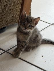 Found/Stray Unknown Cat last seen Miami Gardens, Miami Gardens, FL 33056